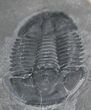 Asaphiscus Wheeleri Trilobite - Part & Counterpart #22105-3